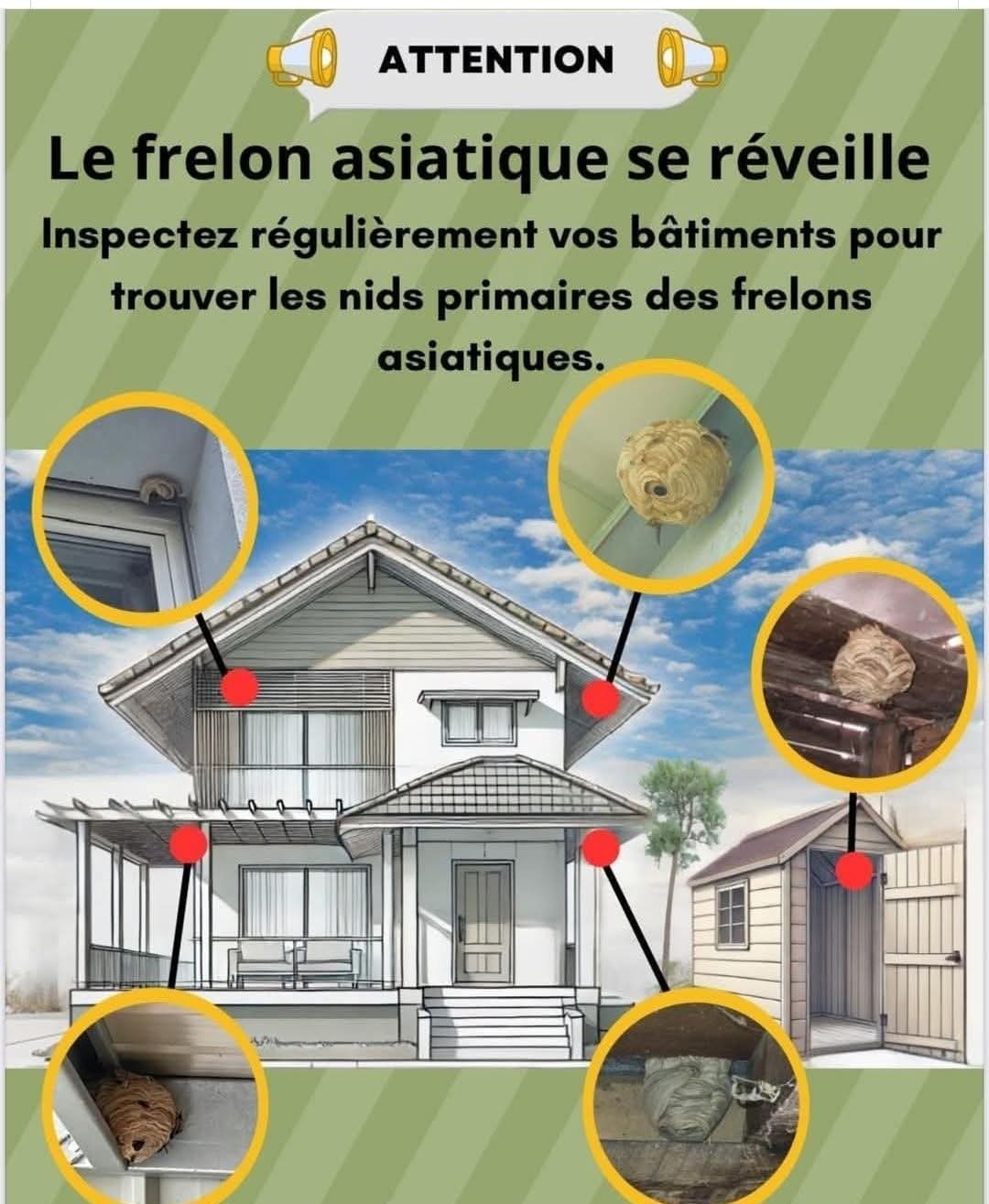 maison cachette frelon